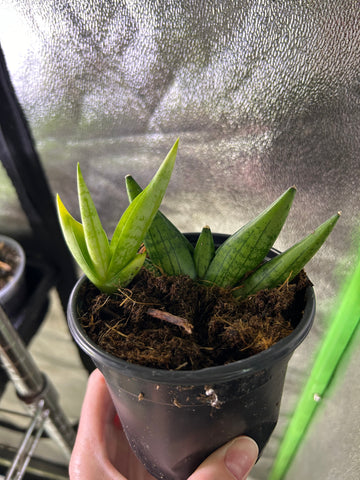 Sansevieria Boncel Swirl 4 inch