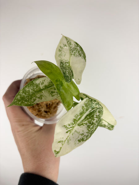 Alocasia Longiloba Thai con