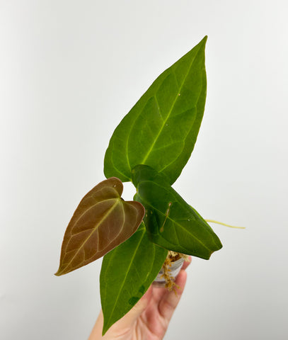 Anthurium papi red stem x subsignatum C