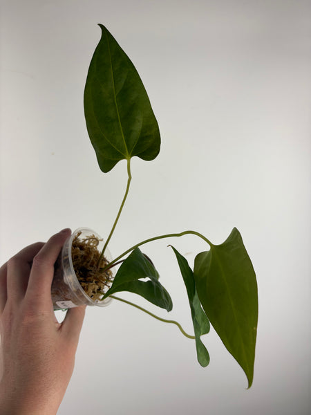 Anthurium BVIT x black sweet E