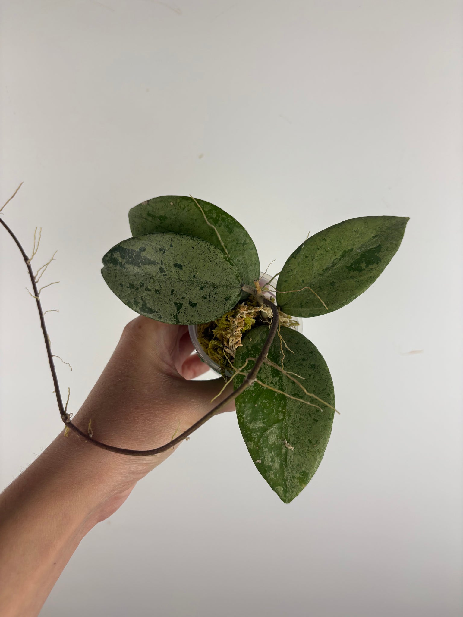 Hoya KSB08 silver 1