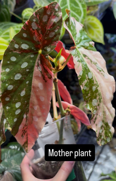 Begonia maculata medium rooted mid cut in soil with new growth