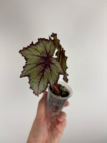 begonia carnival A