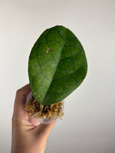 Hoya tanggamus round leaf 4