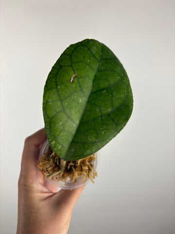 Hoya tanggamus round leaf 4