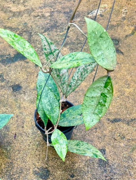 Hoya finlaysonii 'Panggha' silver - 2 leaf cutting unacclimated