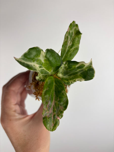 Hoya candy