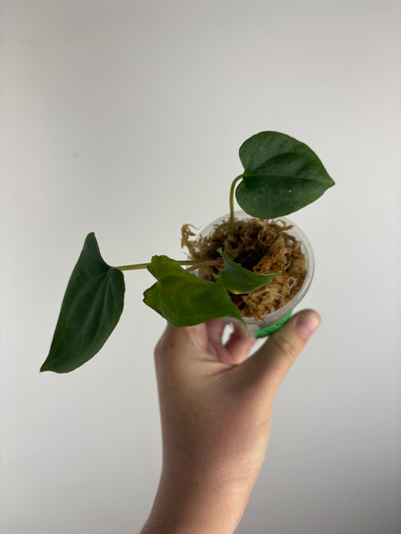 Anthurium Dark Pheonix seed A