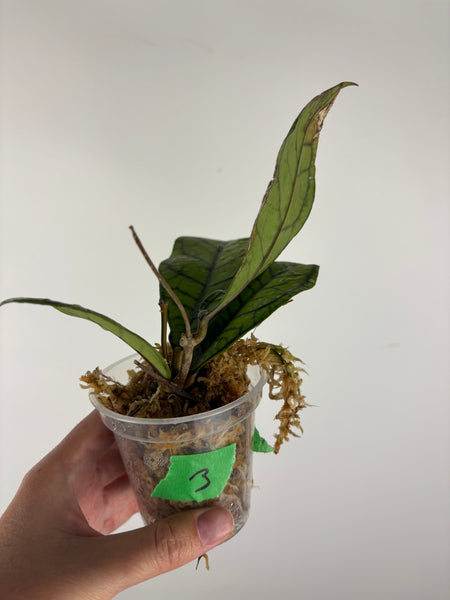 hoya callistophylla vena 3