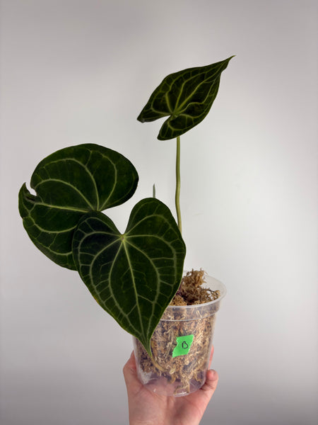Anthurium clarinervium white spider B