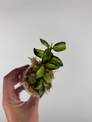 Hoya lacunosa Bruno 1