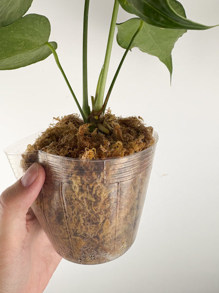 Anthurium delta force B