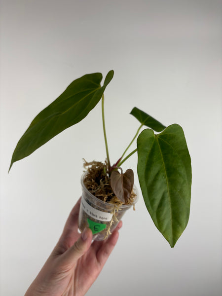 Anthurium dark pheonix x nero E