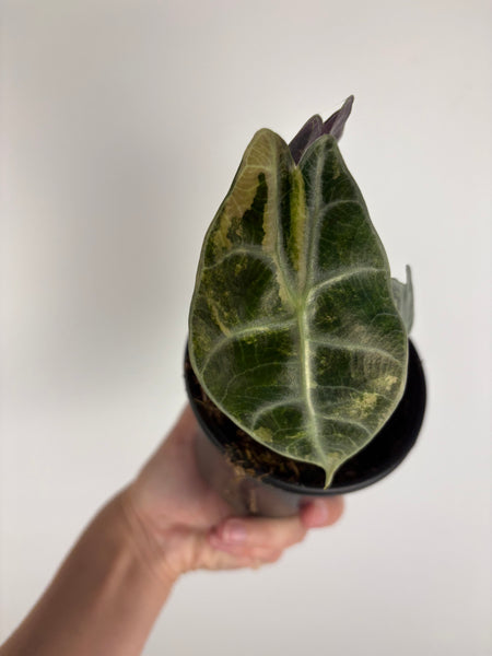 Alocasia Watsoniana aurea variegated C