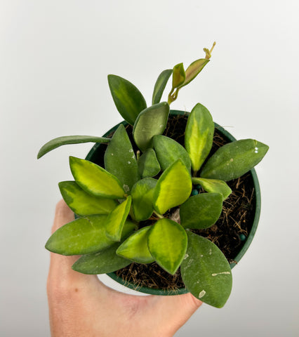 Hoya burtoniae variegated 4 inch pot