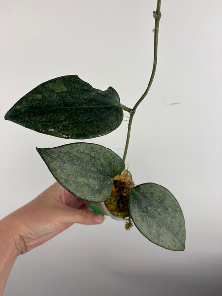 Hoya Latifolia 'rimba perak' A