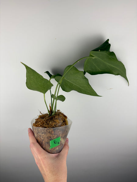 Anthurium delta force E2