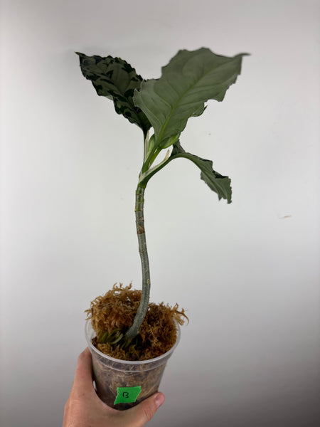 Aglaonema pictum bicolor sp jambi B