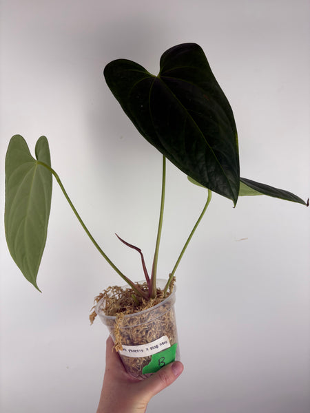 Anthurium dark pheonix x black nero B