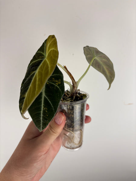 Alocasia black velvet gold