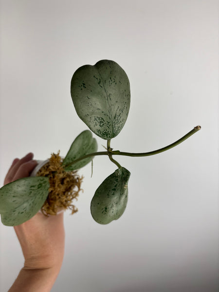 Hoya Chang dao silver F