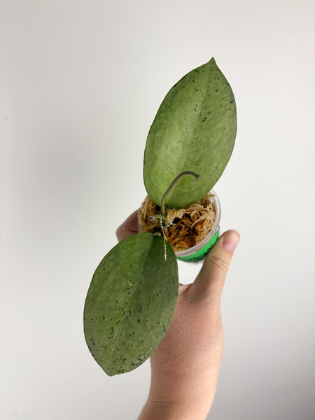 hoya menak sopal silver C