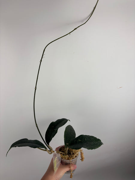 hoya Sp aceh gayo lues