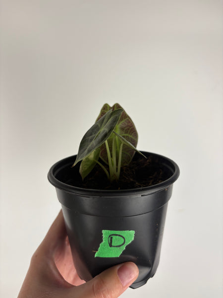Alocasia Watsoniana low variegated aurea D