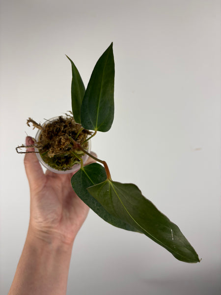 Anthurium Black sweet C2