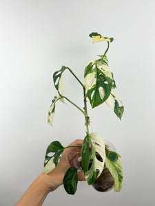 Monstera acuminata variegated B