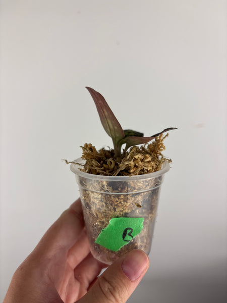 Jewel orchid sp papua B
