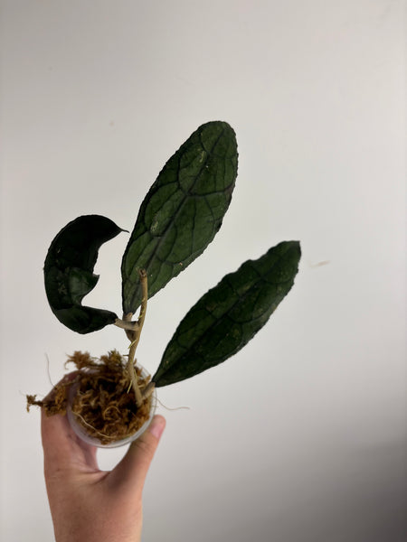 hoya clemensiorum black F