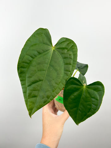 Anthurium forgetii x luxurians A (Thailand)