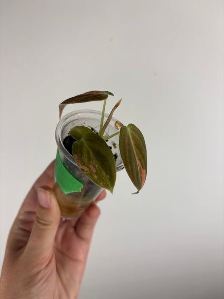 philodendron melanochrysum orange variegated