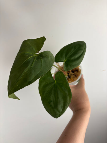 Anthurium Goliath C2