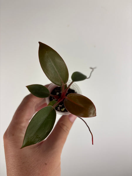 Philodendron red Congo reverted