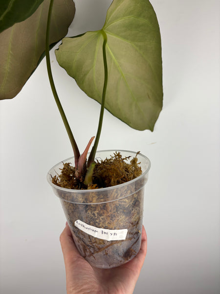 Anthurium KOS x Fort Sherman as is