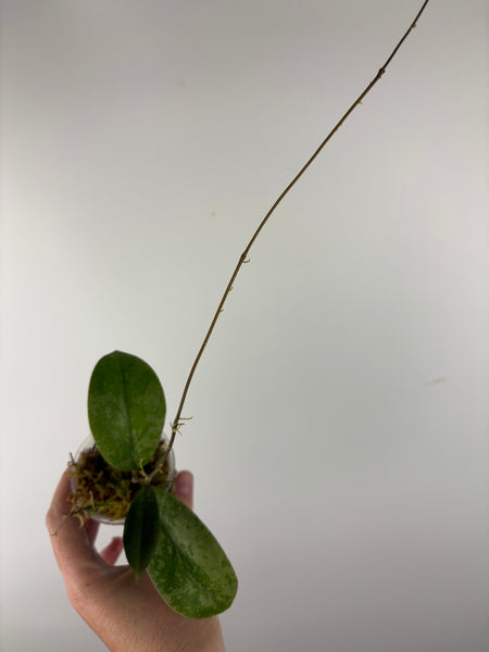 Hoya sp kalbar round leaf 1