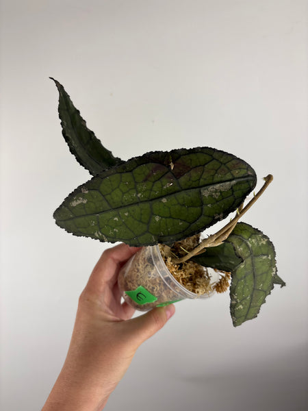 hoya clemensiorum crocodile E