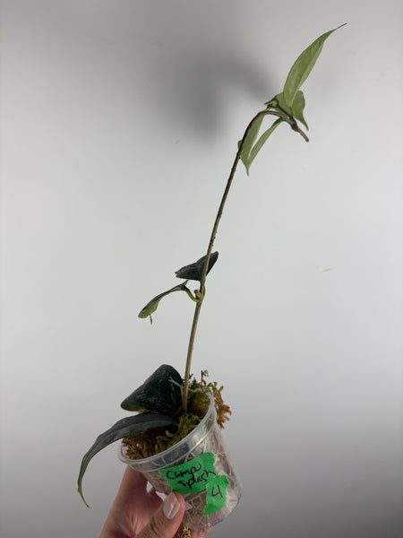 Hoya campanulata splash 4