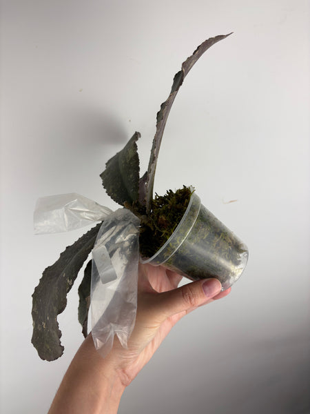Hoya undulata - lightly rooted as is