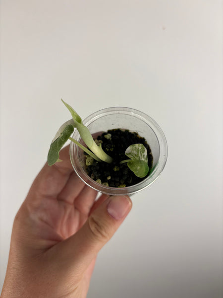 Alocasia Melo baby A