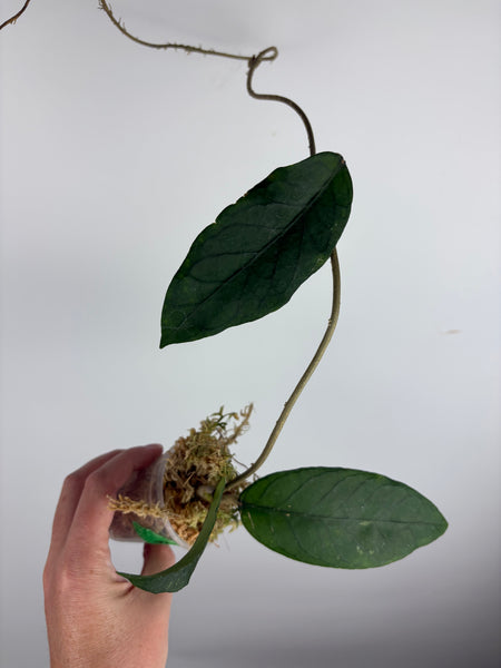 Hoya sp aceh shogun B