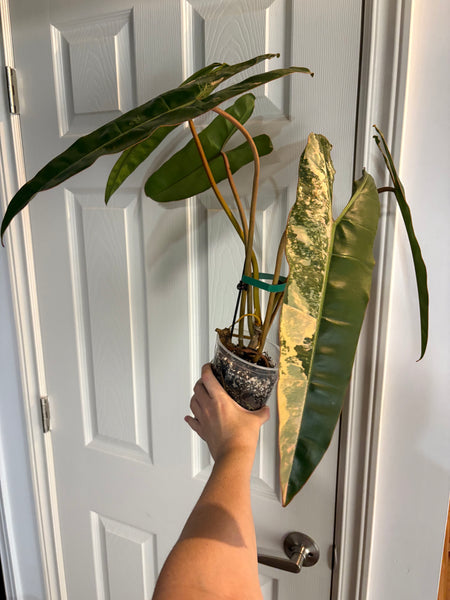 Philodendron billietiae variegated - large plant