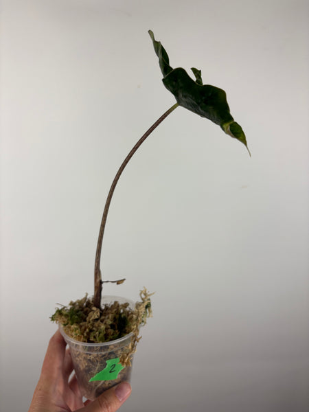 Alocasia Layla 2