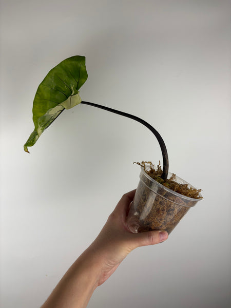 Alocasia macrorrhiza Black Stem