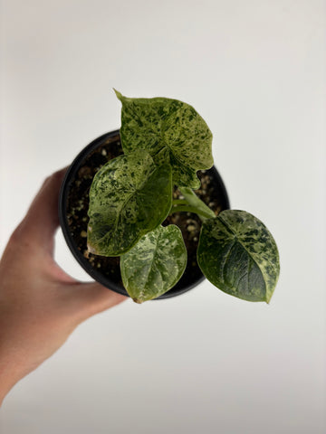 Alocasia dragon scale mint 4 inch C