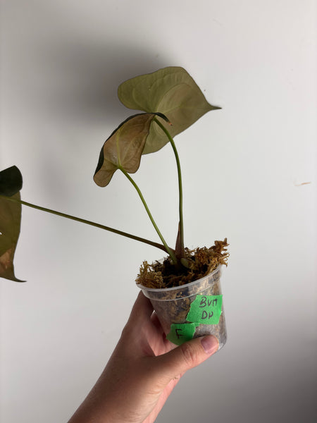 Anthurium BVIT x dark phoenix F