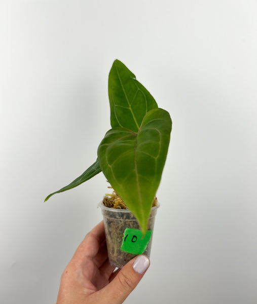 Anthurium stingray x papi red stem 10