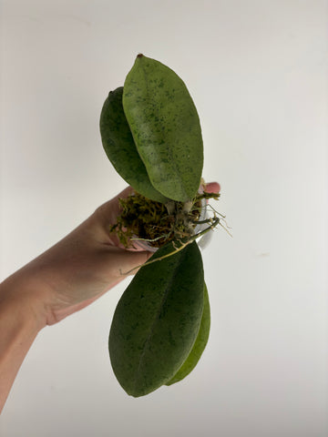 Hoya aff forbesii silver 8